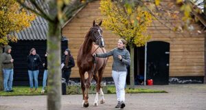 Well supported 2021 AES Winter Stallion Gradings
