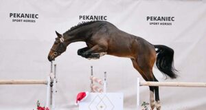 Toulon IDES: Second show win for god-of-scope Westfalian