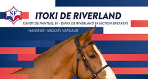 SF championship titles for Riverland stallions