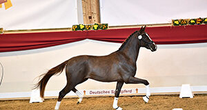 The 19th DSP Stallion Days online auction
