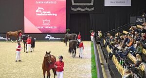 Danish Warmblood: Another European finale for Herning