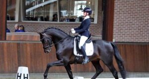 Naqueen tops NRPS stallion test with phenomenal score of 97