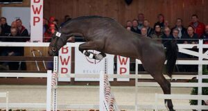 Young stallion offspring impress during BWP approvals