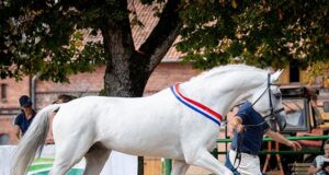 Female empowerment spotlights a trio of Polish breeders