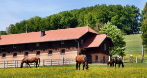 Marbach State Stud open days: February 26 to March 6