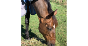 Horse well-being and health: Part 2 – Nutrition
