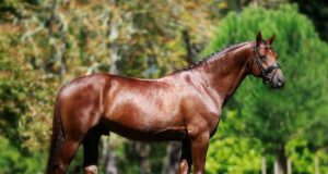 “Welfare is paramount” – Gérald Martinez / Haras de Malleret