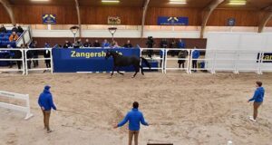 Zangersheide licensing approves 28 new stallions