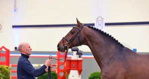 Holsteiner genes for success, and interesting blood alternatives