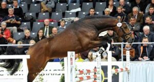 Stallion Service Auctions: Early indicator of breeding activity