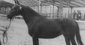 Strong backing in Joost damline from power mare Ulana