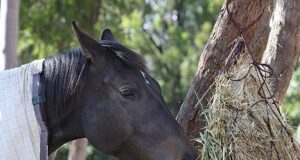 Horse well-being and health: Part 3 – Environment
