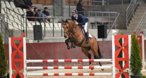 SBS International Selection Show awards 33 new stallions