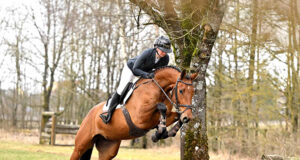 DSP Spring Joy riding horse auction in full swing…