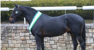 Irish Sport Horse Studbook stallion selections 2022