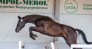 Successful Polish Sport Horse Days in Jaruzyn
