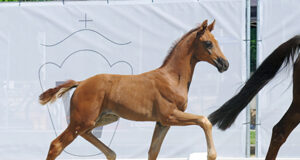 Impressive Bonjour sells for €61,500