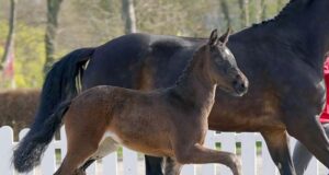 Raven tops the price list at Westfalian Foal Auction