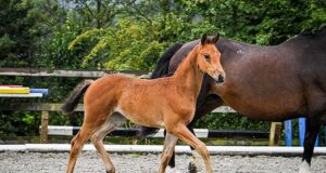 AES UK mares and youngsters summer gradings inspections