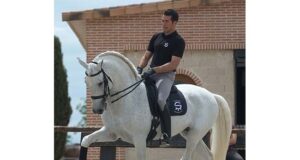 Pure-bred Spanish: Stallions of elite quality and distinction