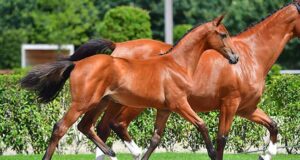 Invaluable client assistance for Zangersheide auctions