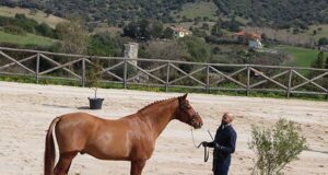 A new breeding season begins in Sardinia