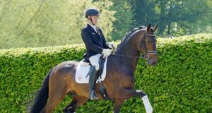 Westfalian sales toppers: Bonds foal and Escamillo son