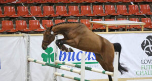 SWB Breeders Trophy: Search for tomorrow’s elite horses