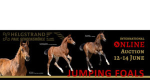 Schockemöhle Helgstrand International online jumping foals auction