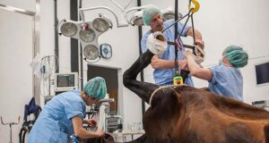 Unique partnership between two well-known Belgian clinics