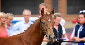 AES supports world-class cross studbook evaluation