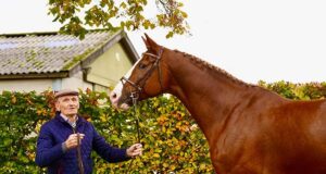 The motherlines of Ermitage Kalone and Prestige Kalone