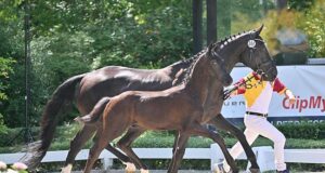 Price-topping dressage foals at Deutsche Sportpferd sale