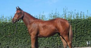 New Zealand Warmblood remote classification begins