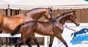 Wechta Foal Championship at Poland’s historic Racot Stud