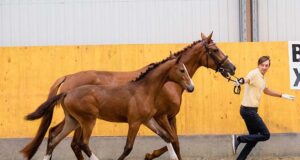 Kunowo Horse Stud hosts Polish Hanoverian Days 2022