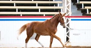 NAS Young Horse Show Series showcases disciplines
