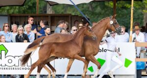 Championships, inspections, and PAVO Cup for KWPN