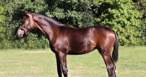 Hanoverian and Rheinland foals awarded in New Zealand