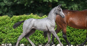 Stud 2000 auction closes with great result…