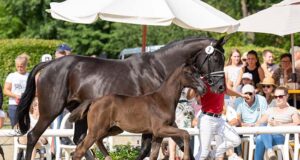 Glamorous price-topper of Westfalian ‘onlive’ auction