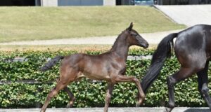 DWB offers 40 fabulous foals at Herning 2022
