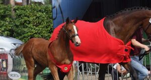 Antwerp Foal Championship 17th edition winning breeders