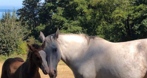 The tradition continues for CWHBA Fall Classic Sale