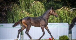 The Days of Polish Sport Horses celebrates in Turzyn