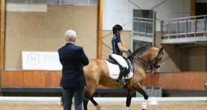 Diving head-first into the KWPN crossbreeds program
