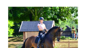 WBCYH sees three 6yo dressage stallions top 90%