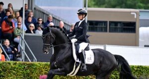 Power and breeding elegance from dressage young horses