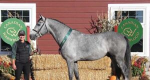 Canadian Warmblood 2022 stallion licensing