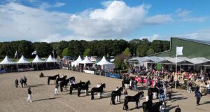 Four days of Friesian horses: Experience, admiration, joy
